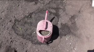 Подкормка клубники весной куриным пометом
