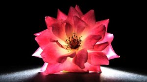 лучшие русские песни 2015