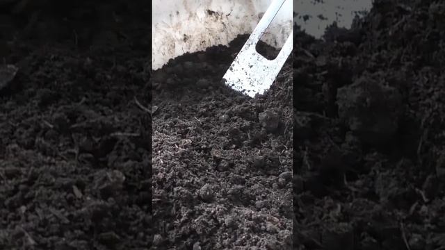 Насколько заполняю грунтом стаканчики для рассады помидоров