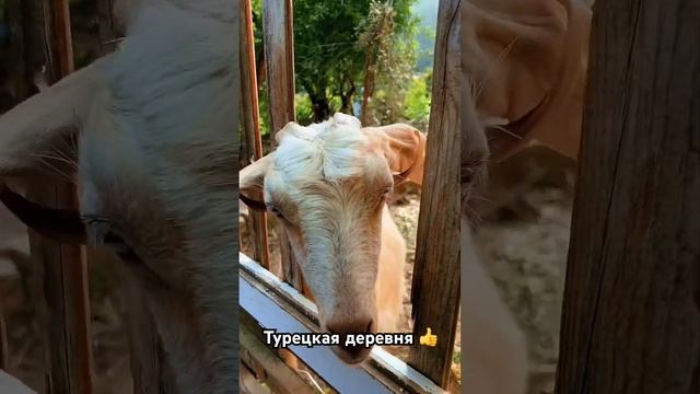 ТУРЕЦКАЯ ДЕРЕВНЯ  #интернациональнаясемья #2024 #мужтурок #деревенскаяжизнь #турция