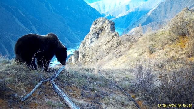 Пришла весна – медведь проснулся смотреть онлайн