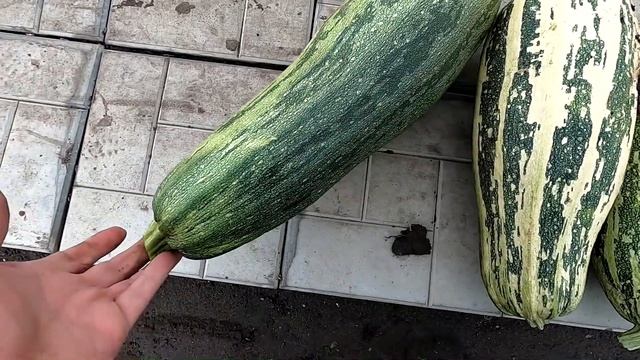 Уборка последних кабачков