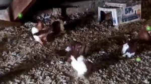 Сельские голуби.Сальский район,село Березовка.Уральские статные,голуби на продажу.