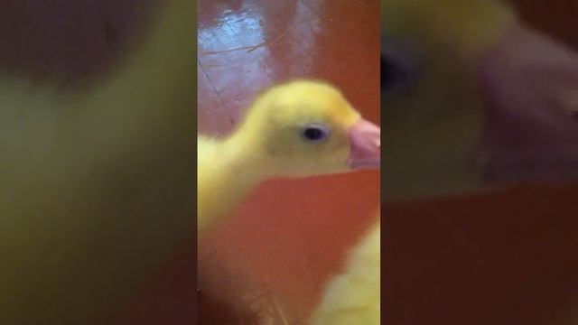 Маленькие гусята смотреть онлайн