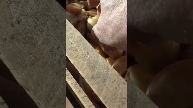 Мой лук на хранении в квартире