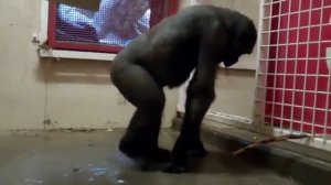 Клип обезьян -OMG-