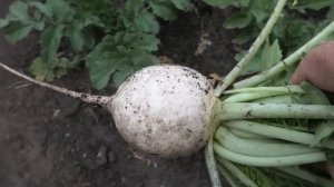 Редька белая, черная и зеленая. Опыт выращивания, итоги сезона.