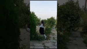 зита и гита