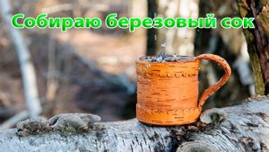 Собираю березовый сок