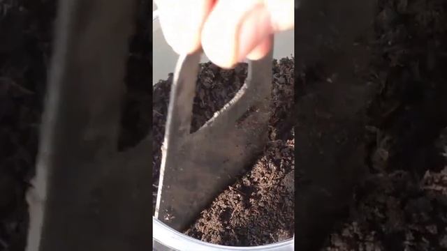 Как готовлю грунт и сею перцы на рассаду