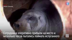 В Салехарде провели операцию по спасению морского зайца