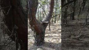 Лесное чудище
