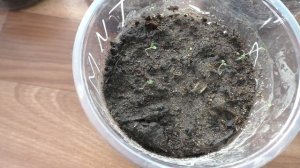 Посев тимьяна на рассаду, первые всходы.