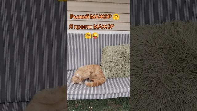 #рыжийкот #любимыйпитомец #домашниеживотные #лето #отдых #котмажор #🤗 💕