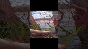 19-12-2024 караси пауком