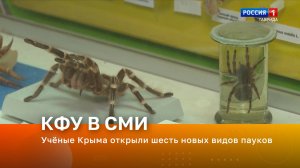 Учёные Крыма открыли шесть новых видов пауков