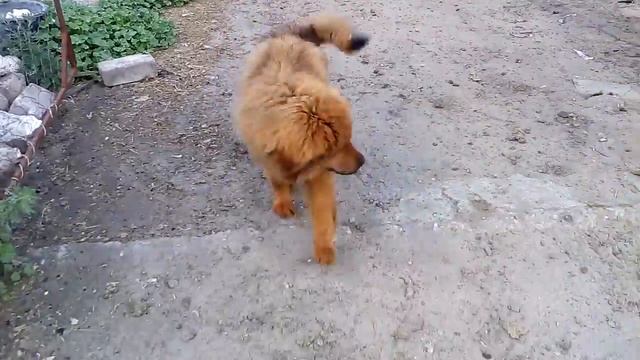 Щенок тибетский мастиф 4 мес смотреть онлайн