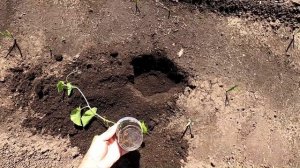 Высаживаю рассаду огурдыни Лартон в открытый грунт