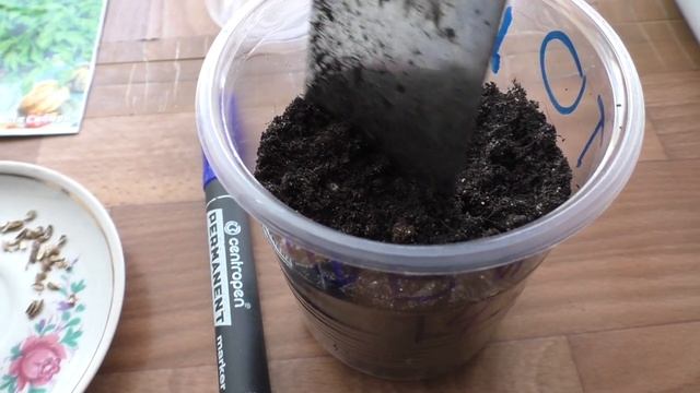 Сею любисток на рассаду