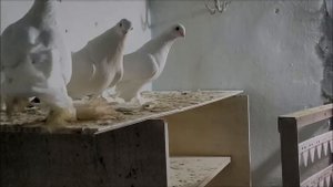 Село Чернолесское, 07.04.2024 года.Голуби дяди Саши.