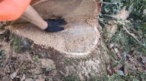 Валка Многолетнего Дуба бензопилой Stihl 361