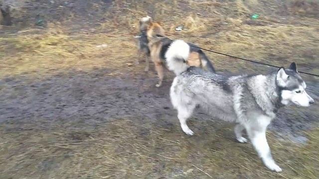 Собаки грязи не бояться. Веселые игры. #слбаки,#смешныесобаки, #игрысобак.