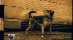 Одинокий волк