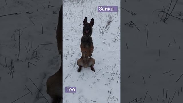бельгийская овчарка малинуа