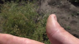 Заготавливаю семена тмина