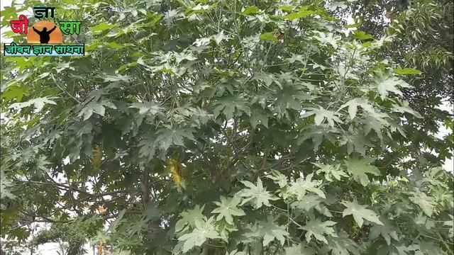 एरंड वनस्पती आयुर्वेदिक फायदे | एरंडाचे अौषधी उपयोग | erandi benefits, एरंडकेफायदे смотреть онлайн