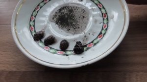 Как выглядят семена момордики через полтора месяца после посева