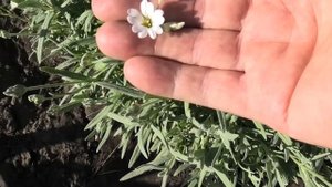Ясколка из семян на моем участке зацвела на второй год