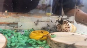 Эксперимент. Домовый паук против колонии муравьёв-жнецов.