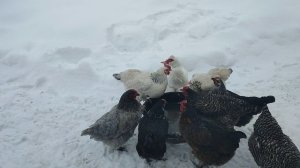 Почему зимой стараюсь ставить таз с водой на улице? 🤔