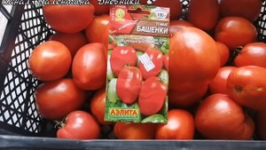 374 томаты сорта _Башенки__ урожай и видео 2023 года