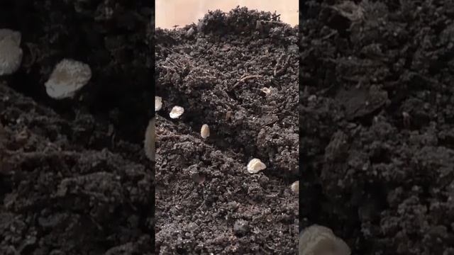 Как я выращиваю рассаду помидоров