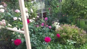 песня Напиться запахом роз