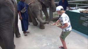 НОВАЯ ДЕРЕВНЯ СЛОНОВ в ПАТТАЙЯ / Elephant Jungle Sanctuary Pattaya (часть 11)