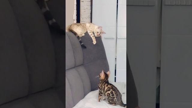 #бенгальскаякошка #бенгальскиекотята #бенгальскийкот #бенгал #бенгальская