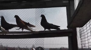 николаевские и курские голуби в костроме