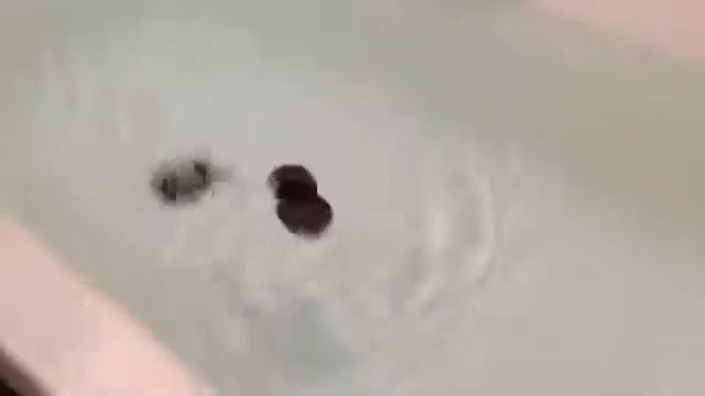 Хомяк плавает. :) смотреть онлайн