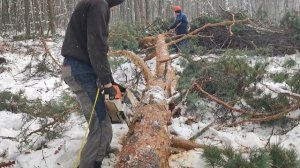 Валка гибридного дерева Бензопилой Stihl MS 361