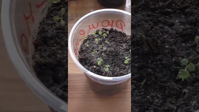 Уход за рассадой дюшенеи