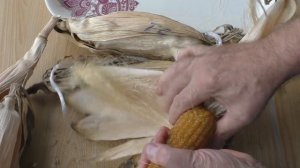 Обмолачиваю початки кукурузы