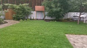 Газон через 2 недели (Купить газон под ключ)