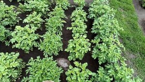 Первая подкормка капусты куриным пометом