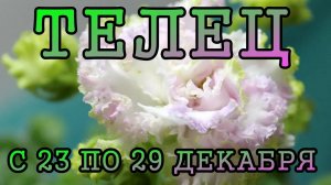 ТЕЛЕЦ таро прогноз на неделю с 23 по 29 ДЕКАБРЯ 2024 года.