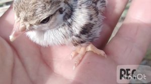 Овози чучаи кабк кавгбача