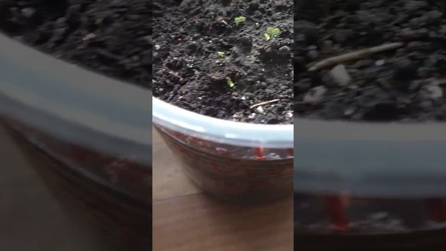 Рассада дюшенеи взошла через 10 дней
