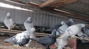 Сельские голуби.2 02 2022г, в гостях у Александра, Отрадо - Кубанское  голуби Майкопские, сизые .